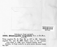 Image of Diatrypella angulata